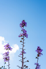 紫色のミソハギの花