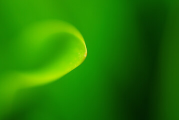 Natural green leaves plants using as spring background cover page greenery environment ecology lime green