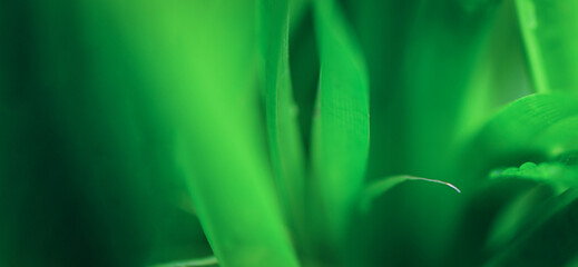 Dark green leaf texture, Natural green leaves using as nature background wallpaper or tropical leaf cover page