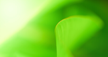 Nature of green leaf in garden at summer. Natural green leaves plants using as spring background