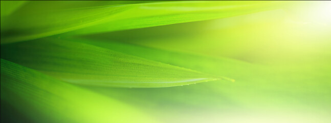 Nature of green leaf in garden at summer. Natural green leaves plants using as spring background...