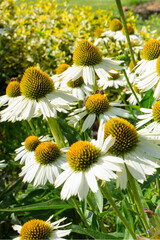 White daisies in the garden. Close up