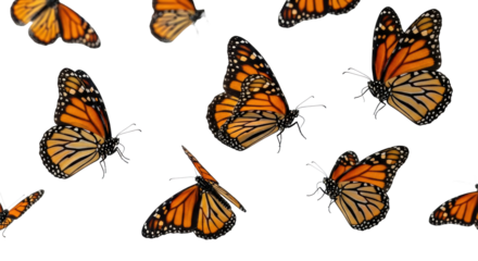Multiple monarch butterflies with vibrant orange, black, white wing patterns in graceful flight against a transparent studio background with copy space, concept of natural freedom and beauty