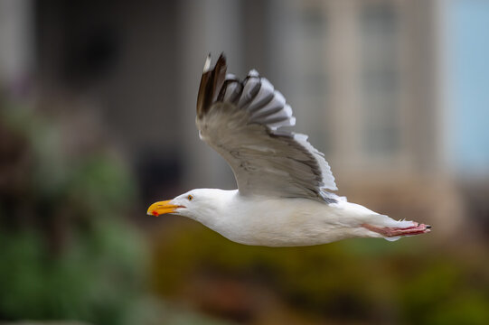 Western gull flying across the frame