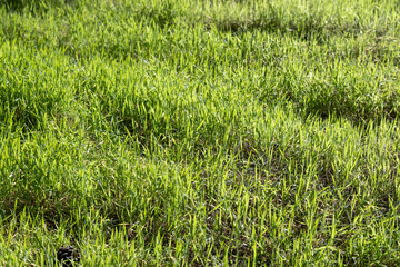 Young green grass blades glowing in side backlight, capturing Mediterranean winter's spring-like renewal. Low-angle close-up on sunny lawn. Sorgun, Antalya, Turkey.

