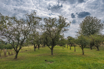 Impressions along the Westerberg Hiking Trail in Rheinhessen in autumn