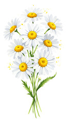Watercolor Daisies Bouquet