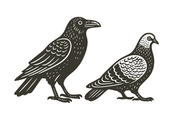 Crow and pigeon engraving vintage black and white vector illustration
