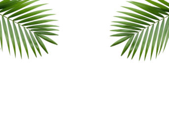 Vibrant green tropical palm leaves with delicate fronds, symmetrically framing transparent background with copy space, high-key lit, concept of fresh natural design