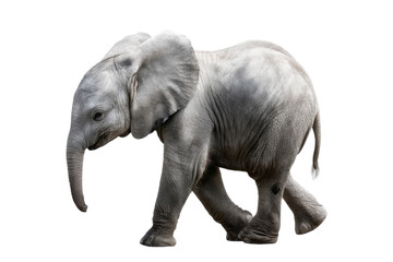 Naklejka premium elephant isolated on white background