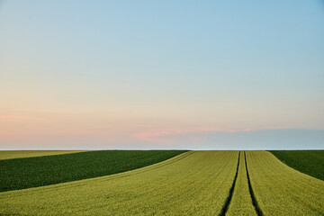 Green crop fields under sunset sky horizon