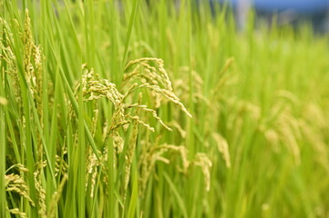 Authentic macro shot of golden mature rice grain heads with green stalks shallow depth of field natural lighting agricultural close-up Taiwan.