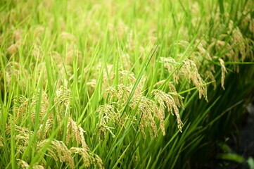 Authentic close-up shot of golden mature rice grain heads with green stalks selective focus natural lighting showing harvest ready crop Taiwan agriculture.