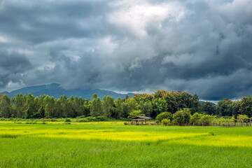 Landscape of lush green rice fields  and a large mountain behind with black rain clouds natural...