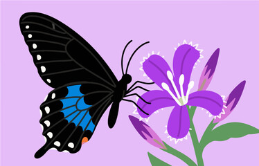 Insect vector graphics