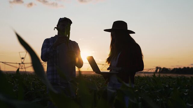 Inspecting corn field at sunset with farmer and agronomist silhouette examining crop using laptop and holding corn stalk during agriculture inspection silhouette duo in tall corn row under golden sky