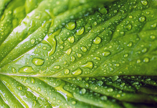Macro image of water droplets on green leaves, close-up of rainy season drops rainwater on the grass - Powered by Adobe