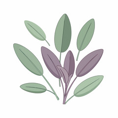 Obraz premium Fresh Sage Leaves Herb Plant Botanical Illustration.