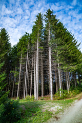 Tall pines in a plantation