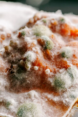 Detailed close-up image of mold on food, displaying vibrant colors and textures, illustrating the decomposition process and the role of fungi in nature