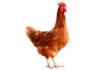 Chicken, Full body of orange and brown chicken hen standing isolated on transparent background, Laying hens farmers concept, PNG File