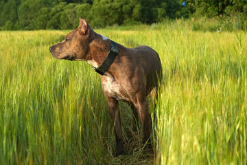 dog Staffordshire Terrier running in the grass in summer