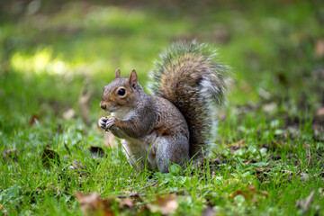 Grey squirrel eating in city park