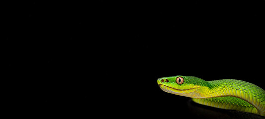 Green snake on a black background. The snake's head is covered with scales. Dragon