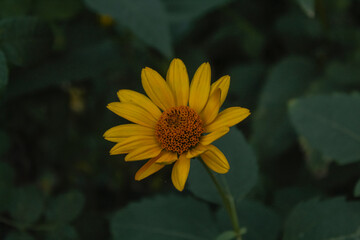 Fresh yellow daisy macro summer photography