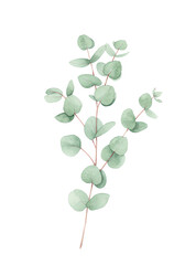 Obraz premium Watercolor Eucalyptus Branch, Botanical Illustration