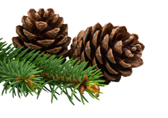 Three brown pine cones, fanned open, with dewed emerald spruce branches and oozing amber resin bead on a transparent background, extreme macro close-up, studio lighting. Concept of intricate natural