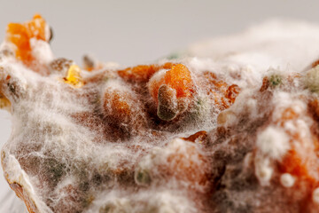 Detailed close-up image of mold on food, displaying vibrant colors and textures, illustrating the decomposition process and the role of fungi in nature