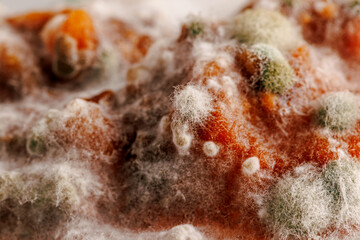 Detailed close-up image of mold on food, displaying vibrant colors and textures, illustrating the decomposition process and the role of fungi in nature