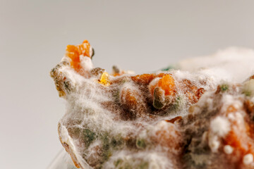 Detailed close-up image of mold on food, displaying vibrant colors and textures, illustrating the decomposition process and the role of fungi in nature