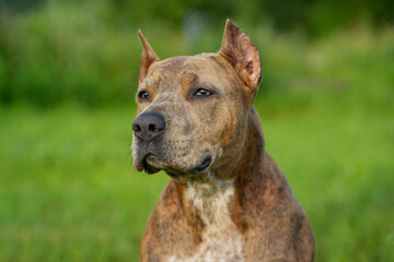 Beautiful staffordshire bull terrier portrait on a green lawn close-up.