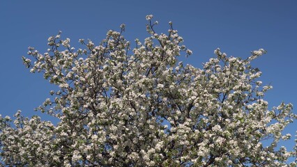 Flowering apple tree against blue sky - spring blossom close-up