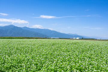 一面に広がる白い花咲くそば畑　山形村