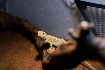 A Bearded Dragon resting comfortably on a branch in its natural and beautiful habitat