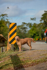 Dog Walking in the road Cachorro andando na estrada