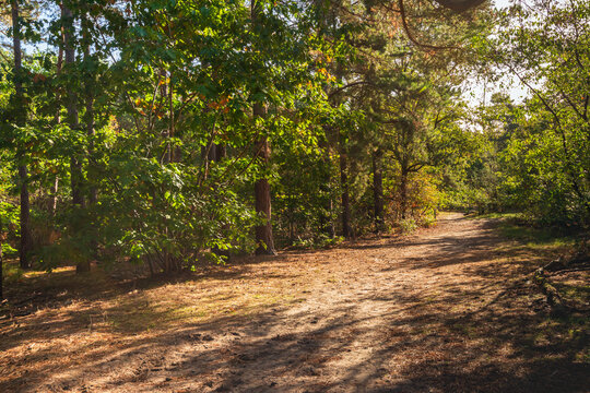 View of a forest path with sunlight and shadows on the forest floor. The photo was taken at the end of the summer season in the Dutch province of North Brabant.