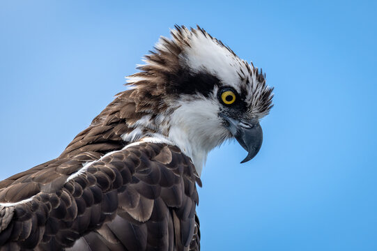 Osprey closeup