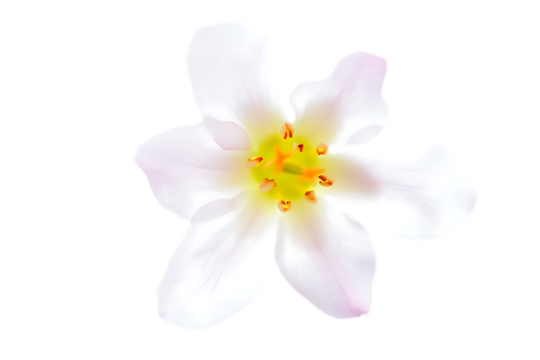 A delicate white apple blossom isolated on transparent background - Powered by Adobe