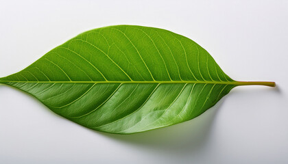 Obraz premium Vibrant Green Leaf On Pristine White Background A Detailed Macro Study Of Nature S Simplicity