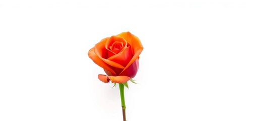 Obraz premium A single, vibrant rose, petals unfurled, isolated on pure white , flower, high resolution