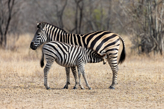 a large zebra foal suckling 