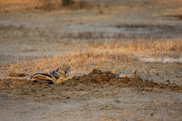 a pair of black backed jackals resting in a rhino midden
