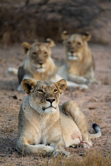 a lioness with her two sub-adult male cubs