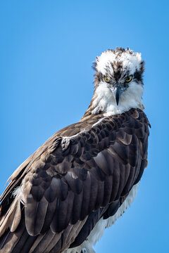 Osprey looking down his nose at you