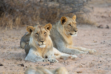 Two young male lions together