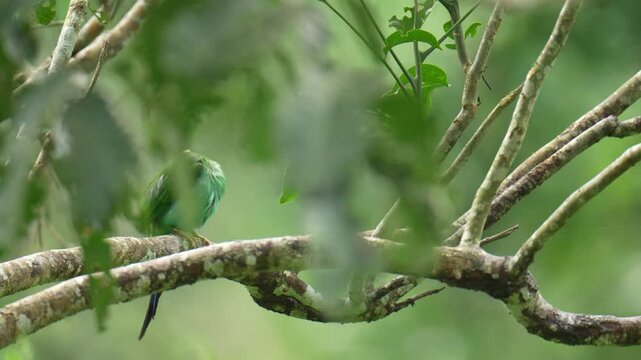 Long-tailed Broadbill (Psarisomus dalhousiae ) birds perched on a branch birdwatching in the forest.